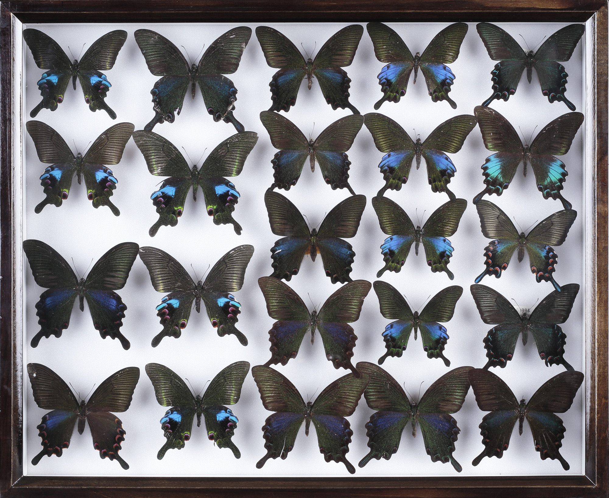 オオクジャクアゲハなど | 青山 慎一先生の子ども世界の昆虫館