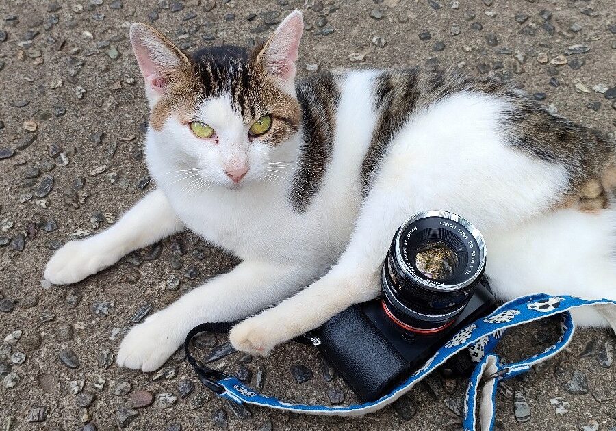 実力派オールドレンズ Canon FD50mm f1.8 【兵庫の猫】撮影レビュー