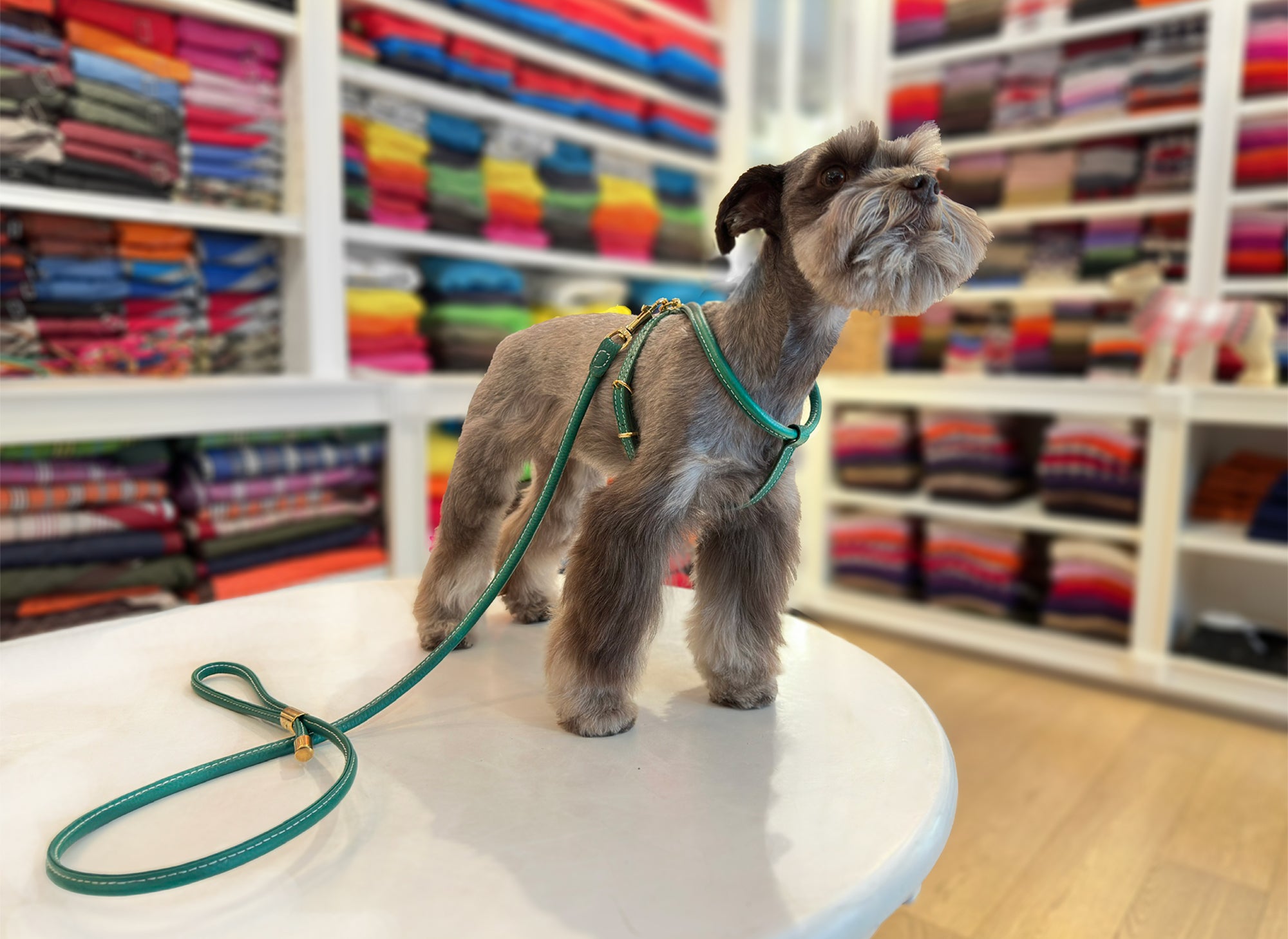 CINOPELCA-GREEN-2000x1459.jpg?