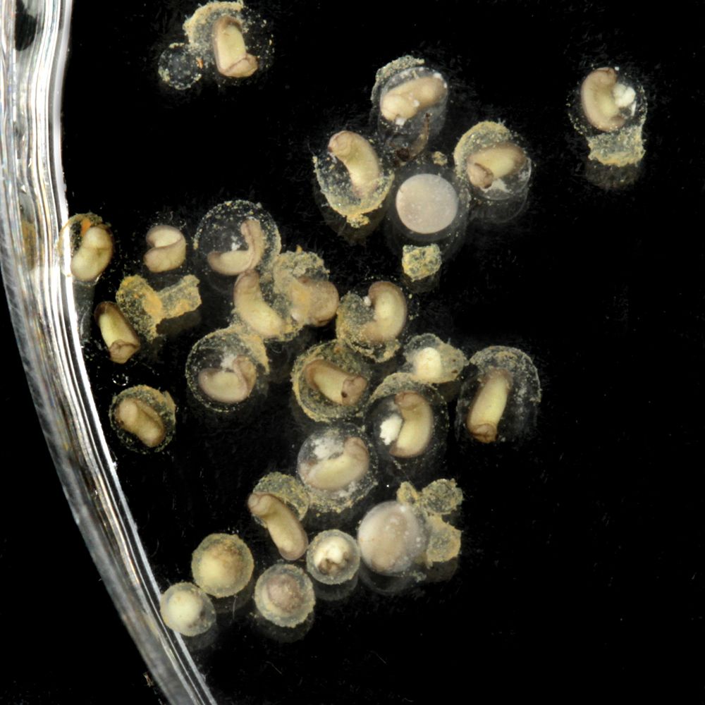 Xenopus Eggs, Living, Unit of 50-100 | Carolina Biological Supply
