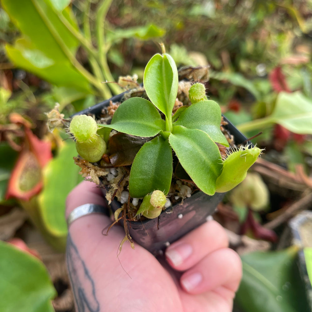 Nepenthes northiana x truncata, CAR-0468 – Carnivero