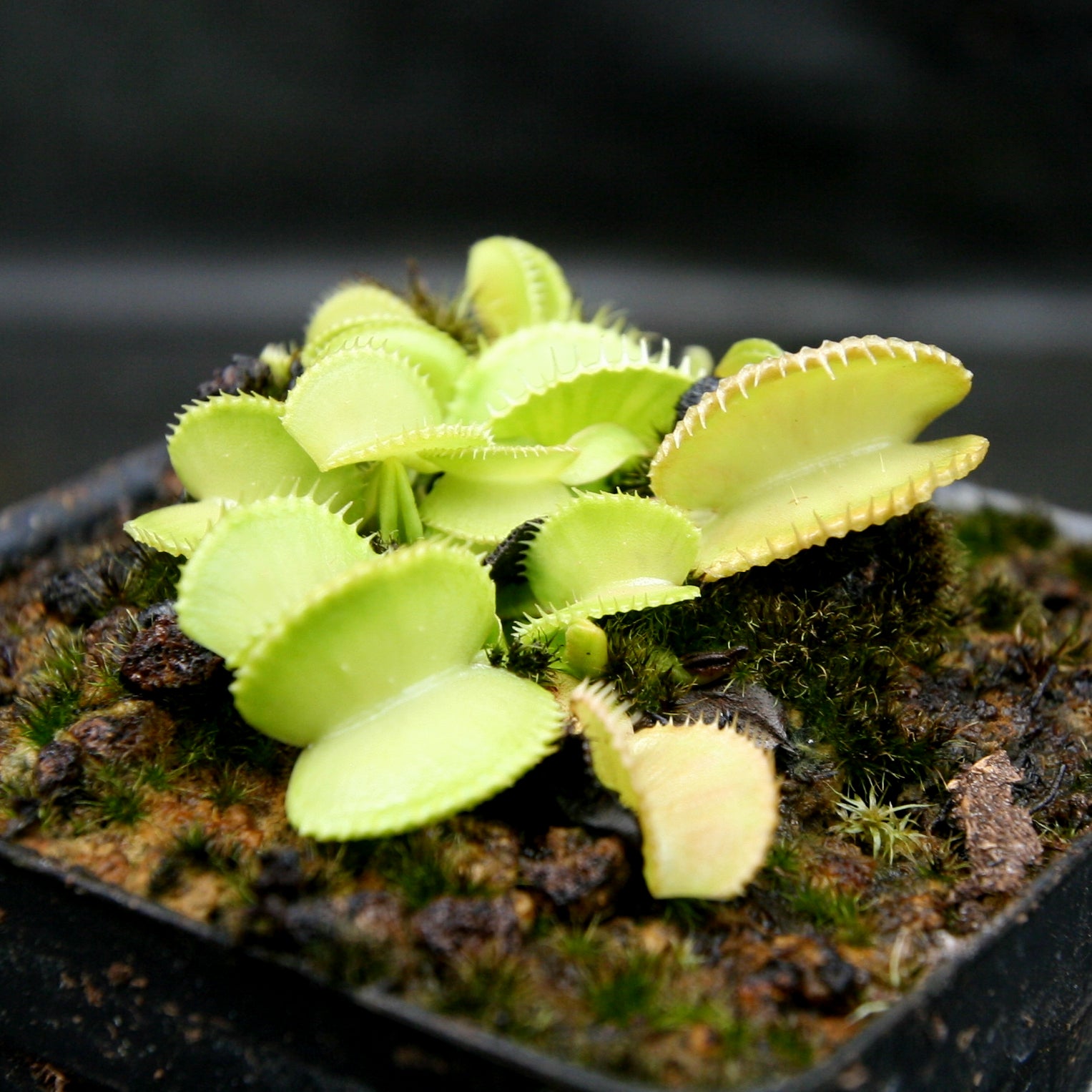 Venus Flytrap- Dionaea muscipula 'Green Wizard' – Carnivero