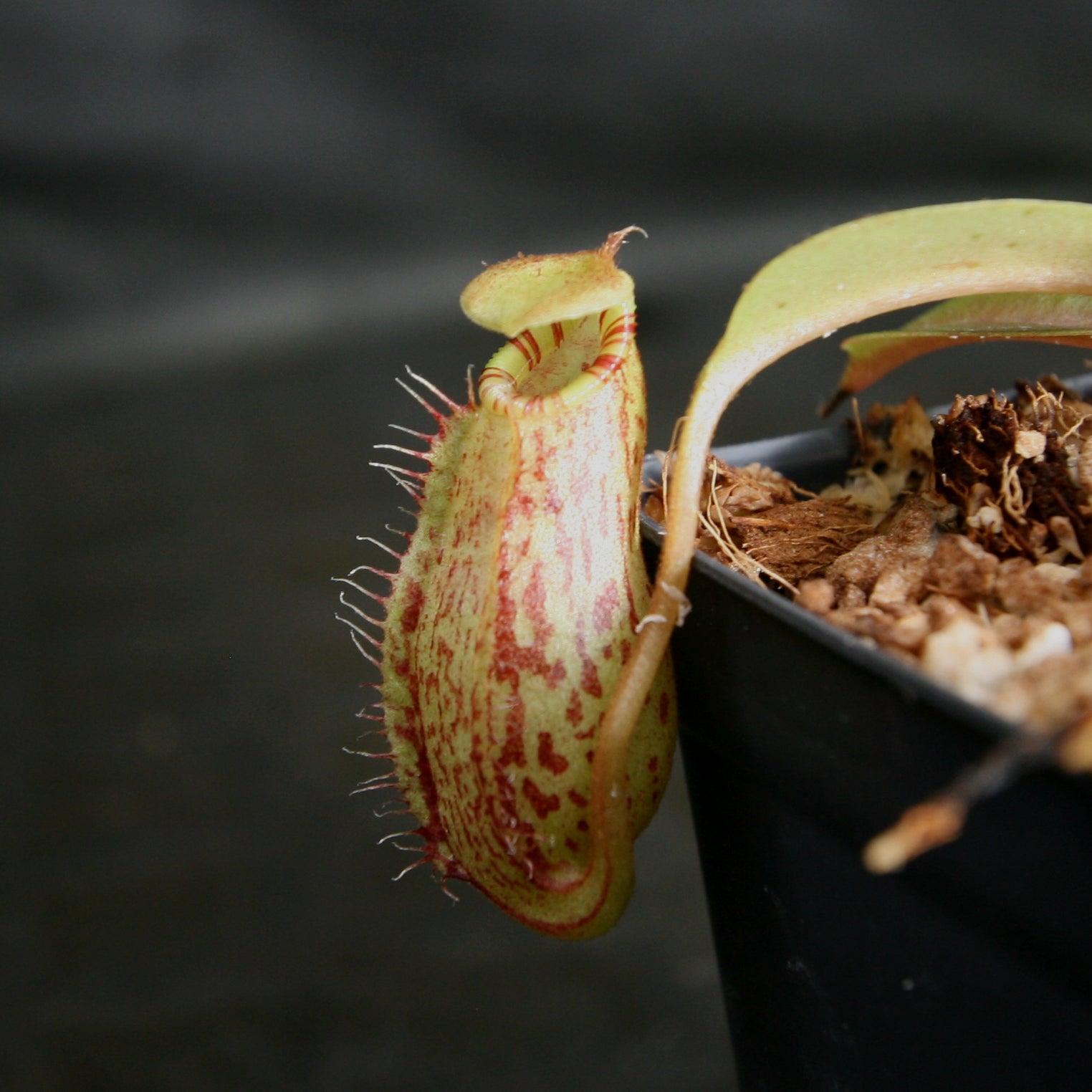Nepenthes robcantleyi x (aristolochioides x spectabilis) – Carnivero