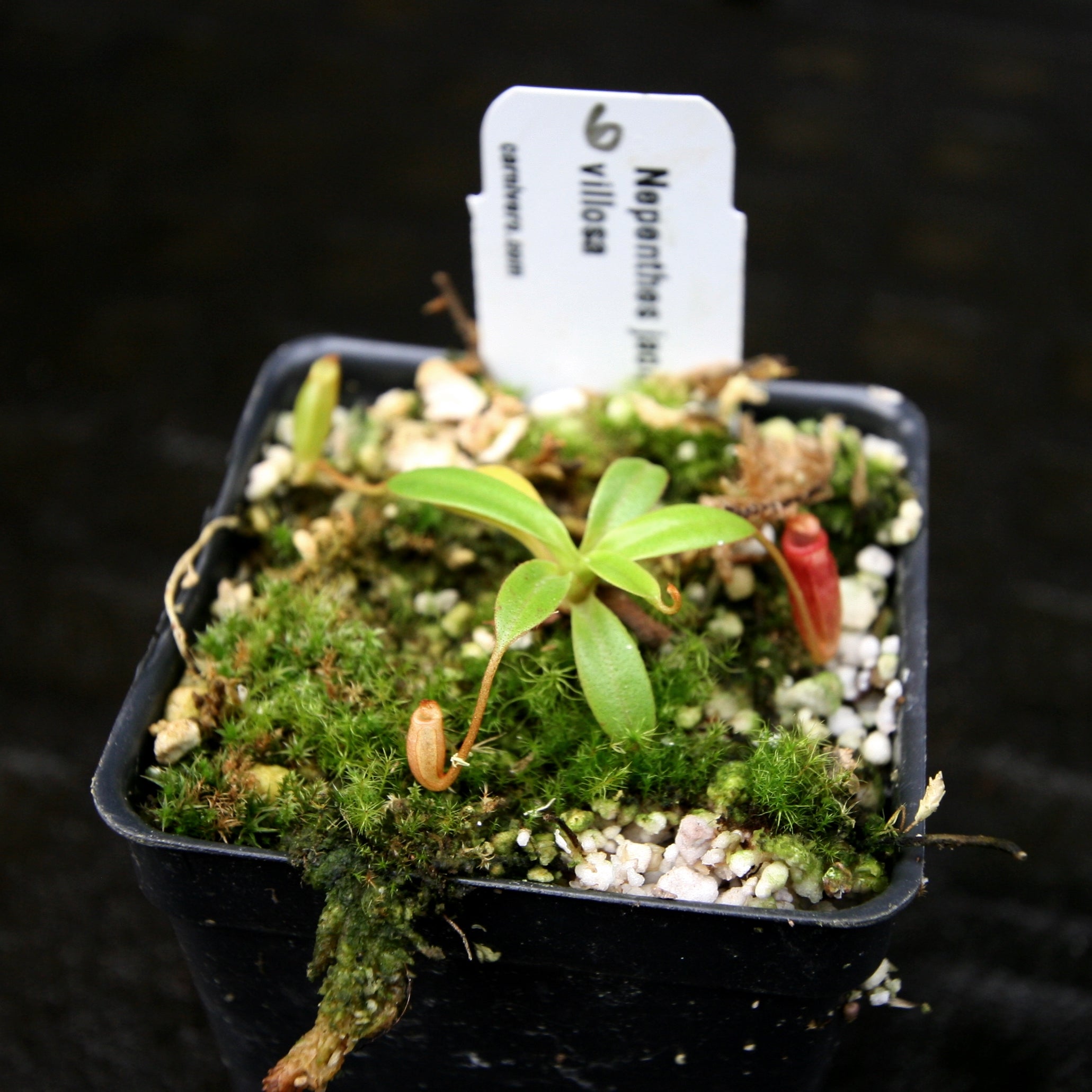 Nepenthes jacquelineae x villosa – Carnivero