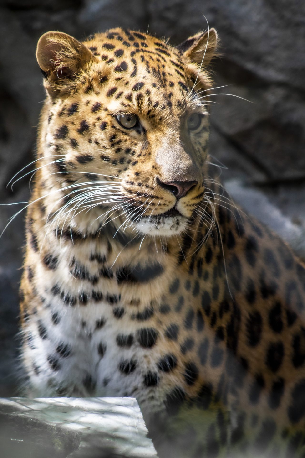 Central Florida Zoo & Botanical Gardens An update on the Central