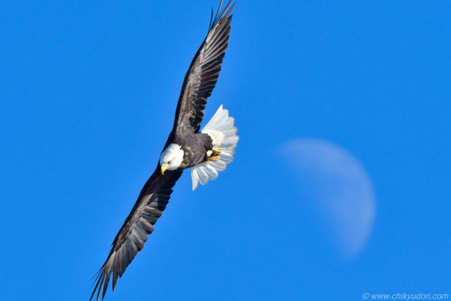 青空に舞うアメリカのシンボル的国鳥、白頭鷲（Bald Eagle