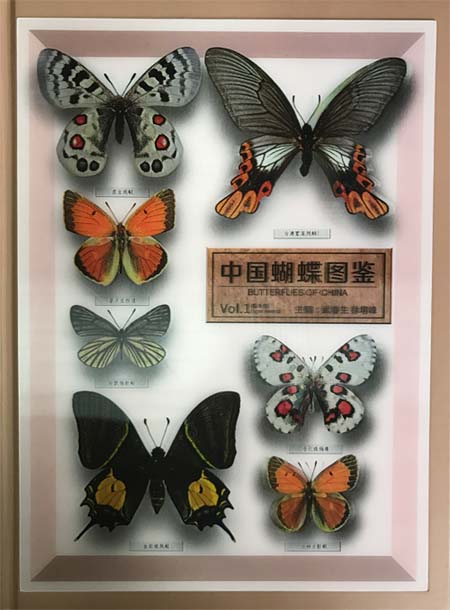 Butterflies of China (4 volume set) - $563.00 : China Scientific