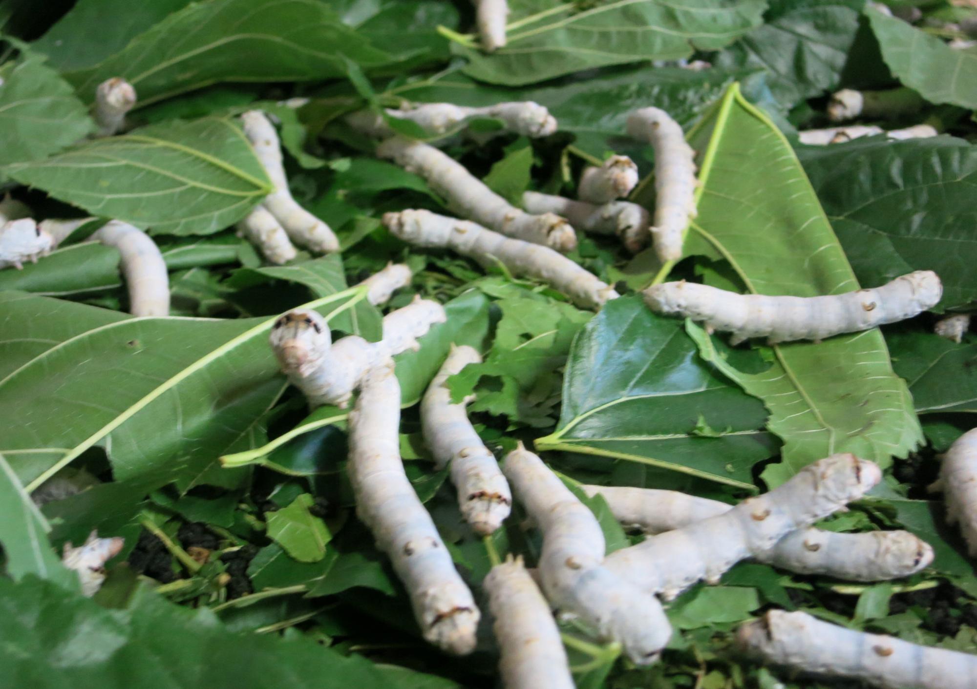 まちの文化財（117） 上垣守国と養蚕秘録／養父市