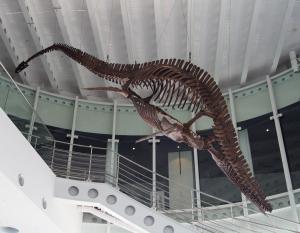 首長竜 化石 プレシオサウルス [PS28] 椎骨 クビナガリュウ 恐竜 レポート】プレシオサウルス――ネッシーとしての面か、クビナガリュウ