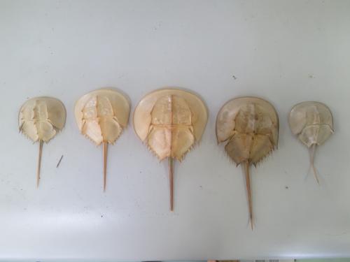 カブトガニの脱皮殻が拾える街、笠岡 - 笠岡市ホームページ