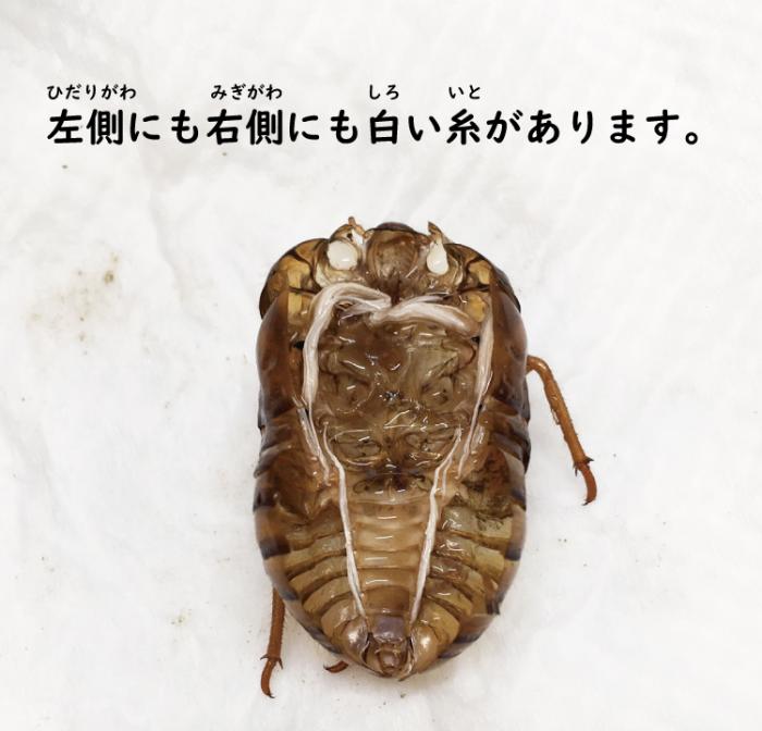セミのぬけがらを観察してみよう！／札幌市