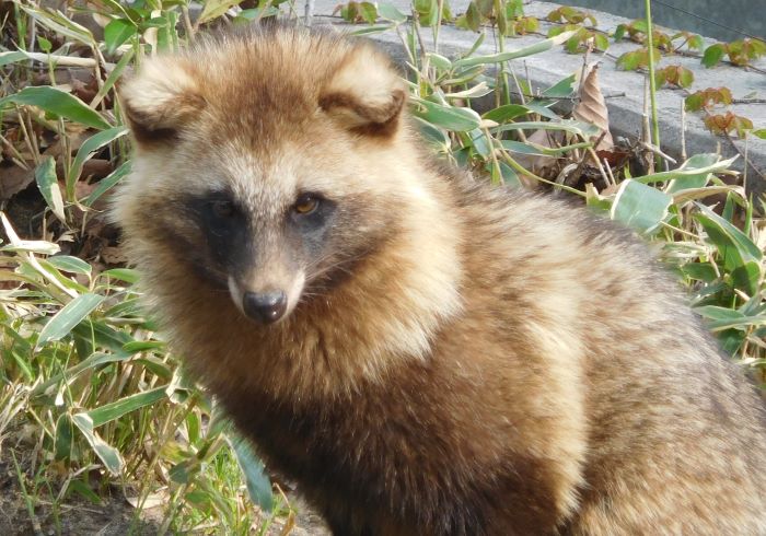 タヌキの見分け方、教えます。（2024年5月5日）｜八木山動物公園