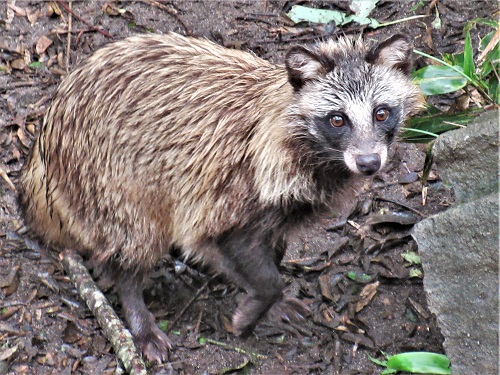 タヌキシリーズ（3）（2021年11月17日）｜八木山動物公園フジサキの杜