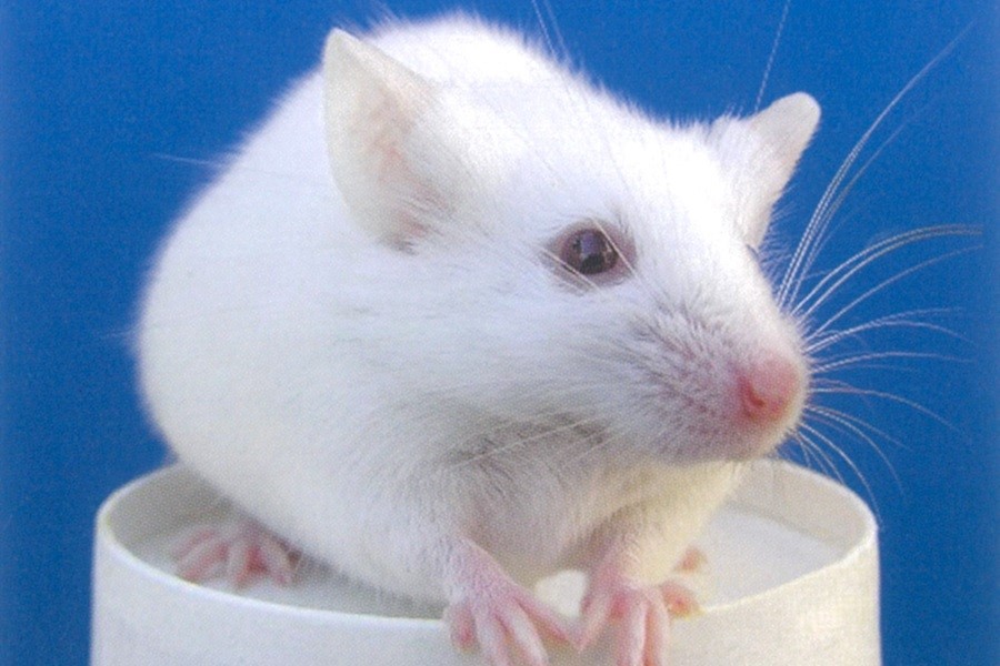 掃除用ステンレスヘラ：CL-3235-2