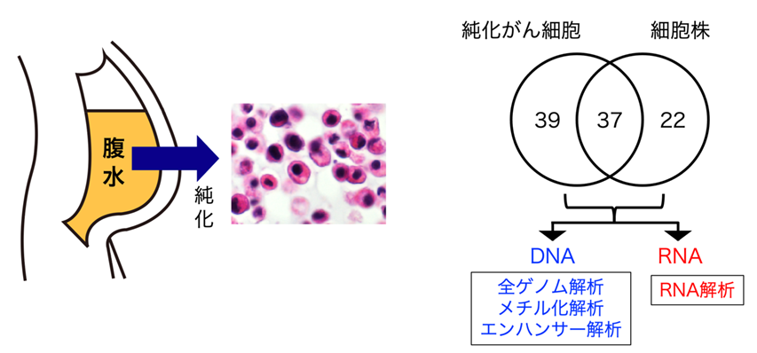 全ゲノム解析によってスキルス胃がんの治療標的を同定―難治性がん