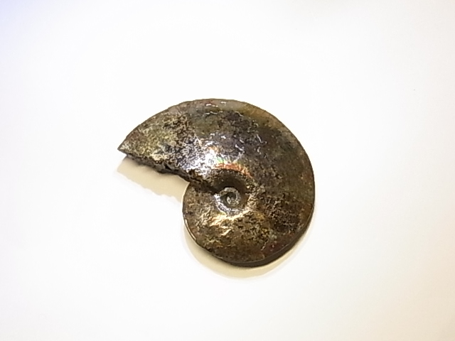 アンモライト原石 アンモライト研究所【化石ジュエリー宝石販売ルーム】