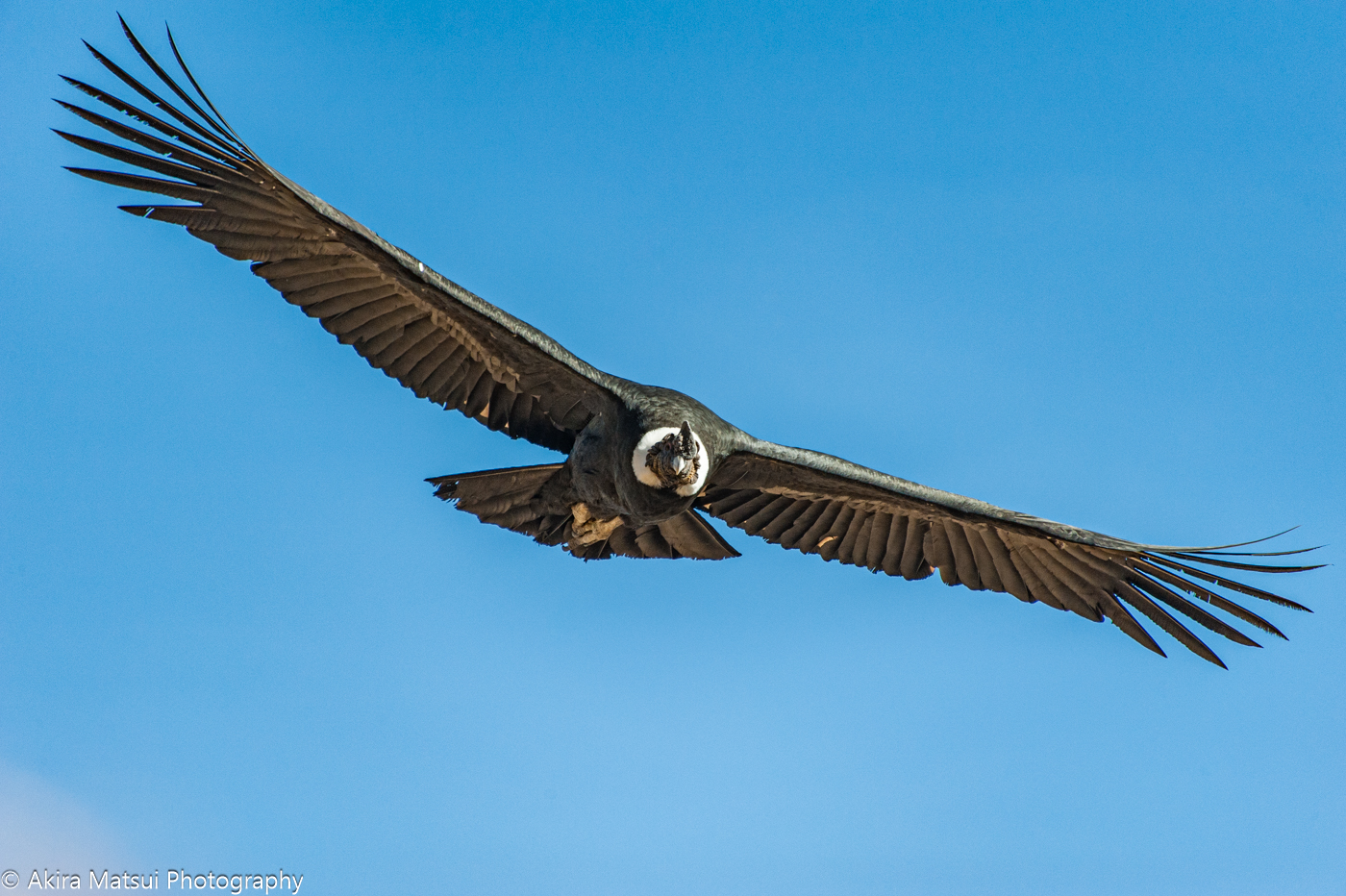 アンデスに舞う世界最大の巨鳥コンドル | 風景写真家・松井章のブログ
