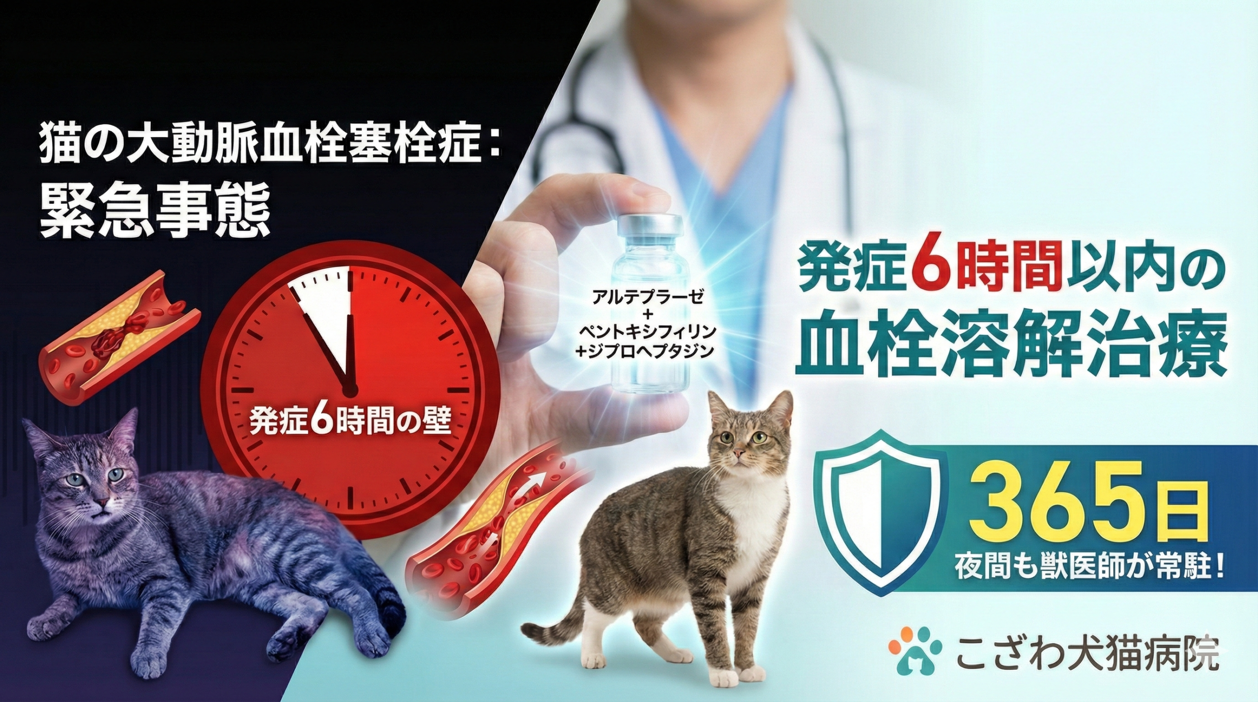 猫の血栓症】6時間以内が命の境目｜t-PA療法と最新の内科管理｜こざわ