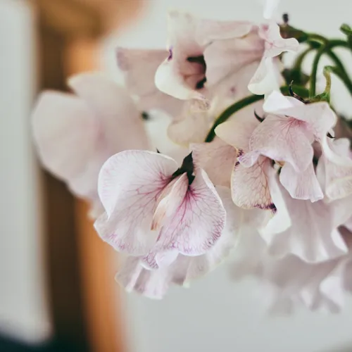 3月3日以降到着～順次発送】ノスタルジックで可憐な花で春を先取り