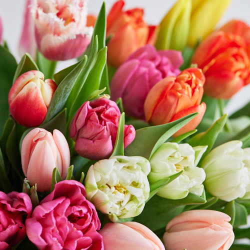 産直】センティアのチューリップ 15本3種ミックス | 青山フラワー