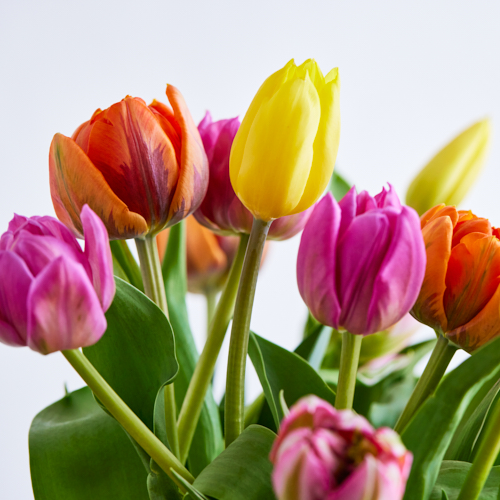 産直】センティアのチューリップ 30本おまかせアソート | 青山フラワー