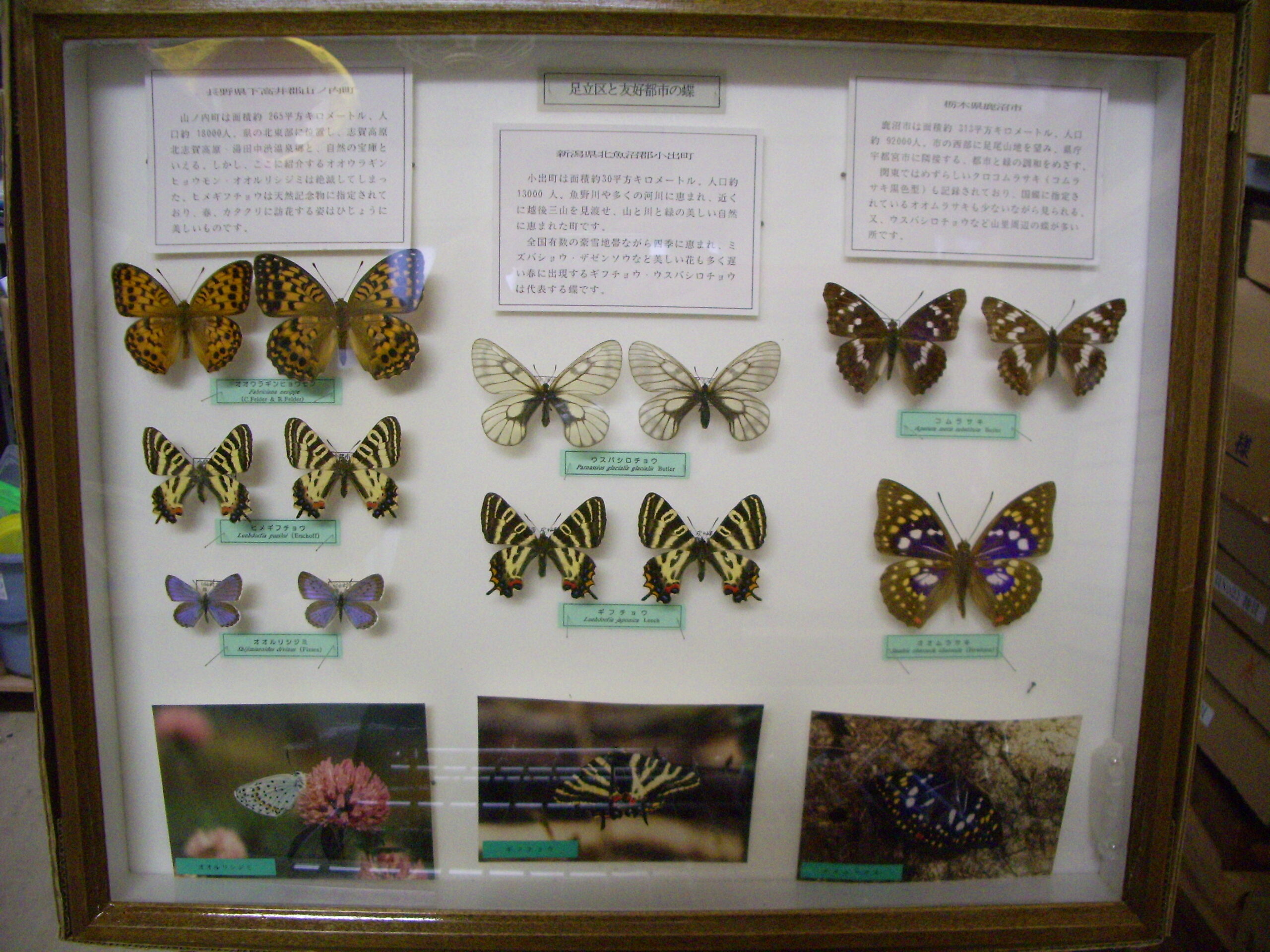 挑戦！チョウの標本！ | あだち観光ネット