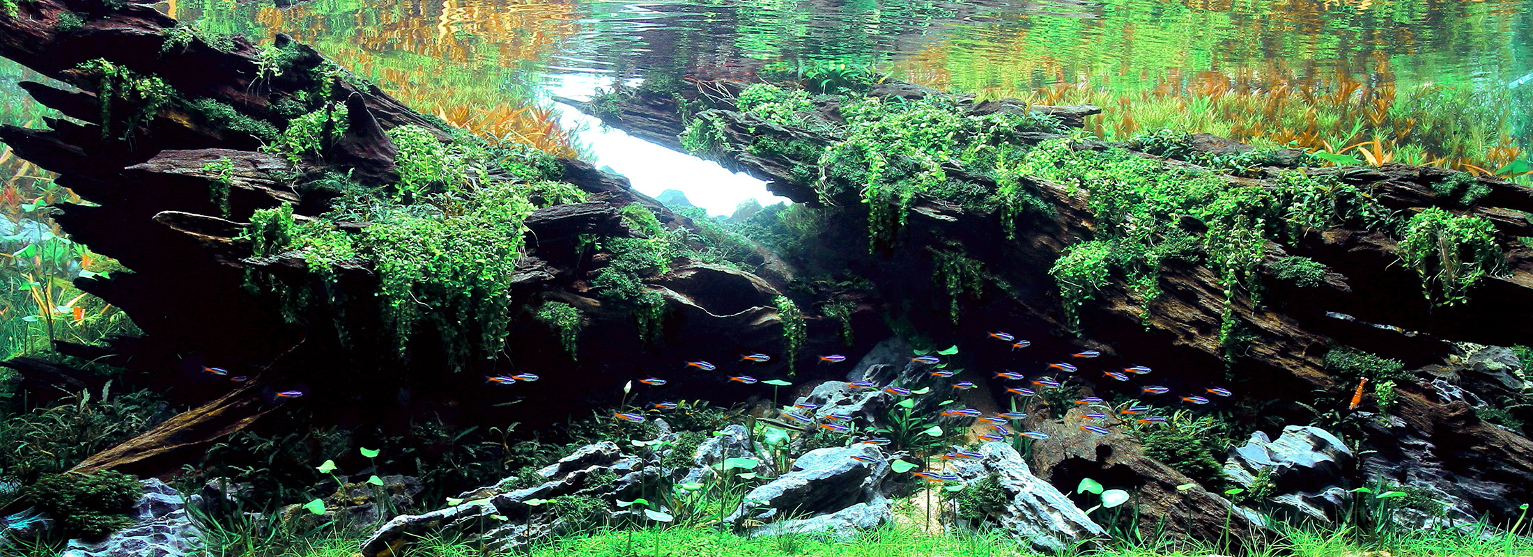 TOP OF THE WORLD 2019 #01 | AQUA DESIGN AMANO