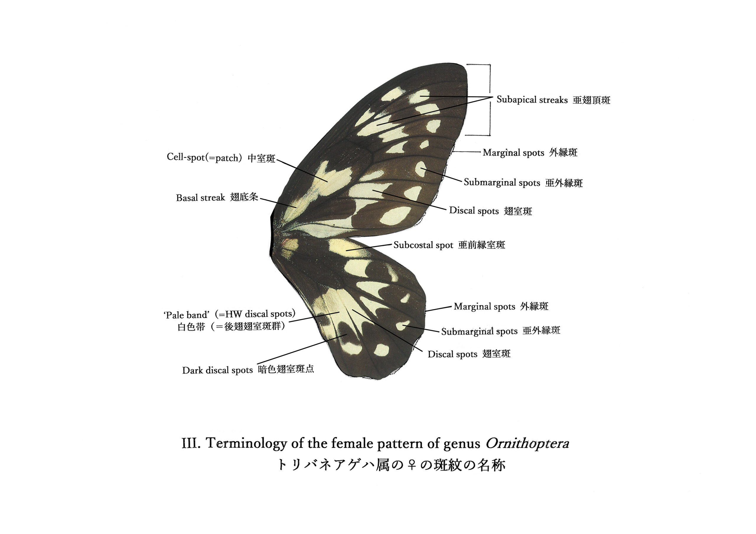 092-00871 | トリバネアゲハデジタル大図鑑（大屋崇コレクション）