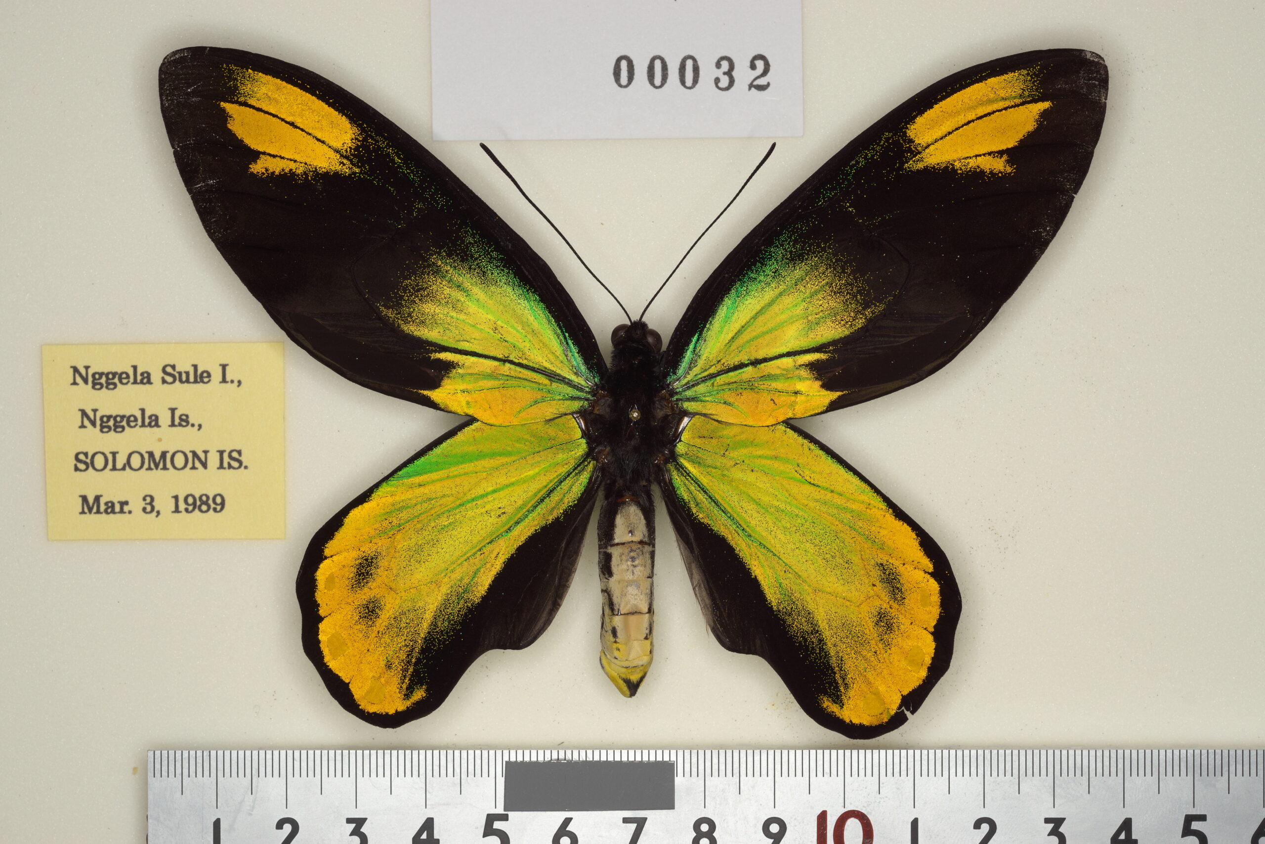 004-00031 | トリバネアゲハデジタル大図鑑（大屋崇コレクション）