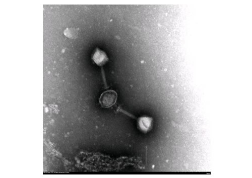 研究内容｜九州大学大学院生物資源環境科学府 微生物遺伝子資源学研究室