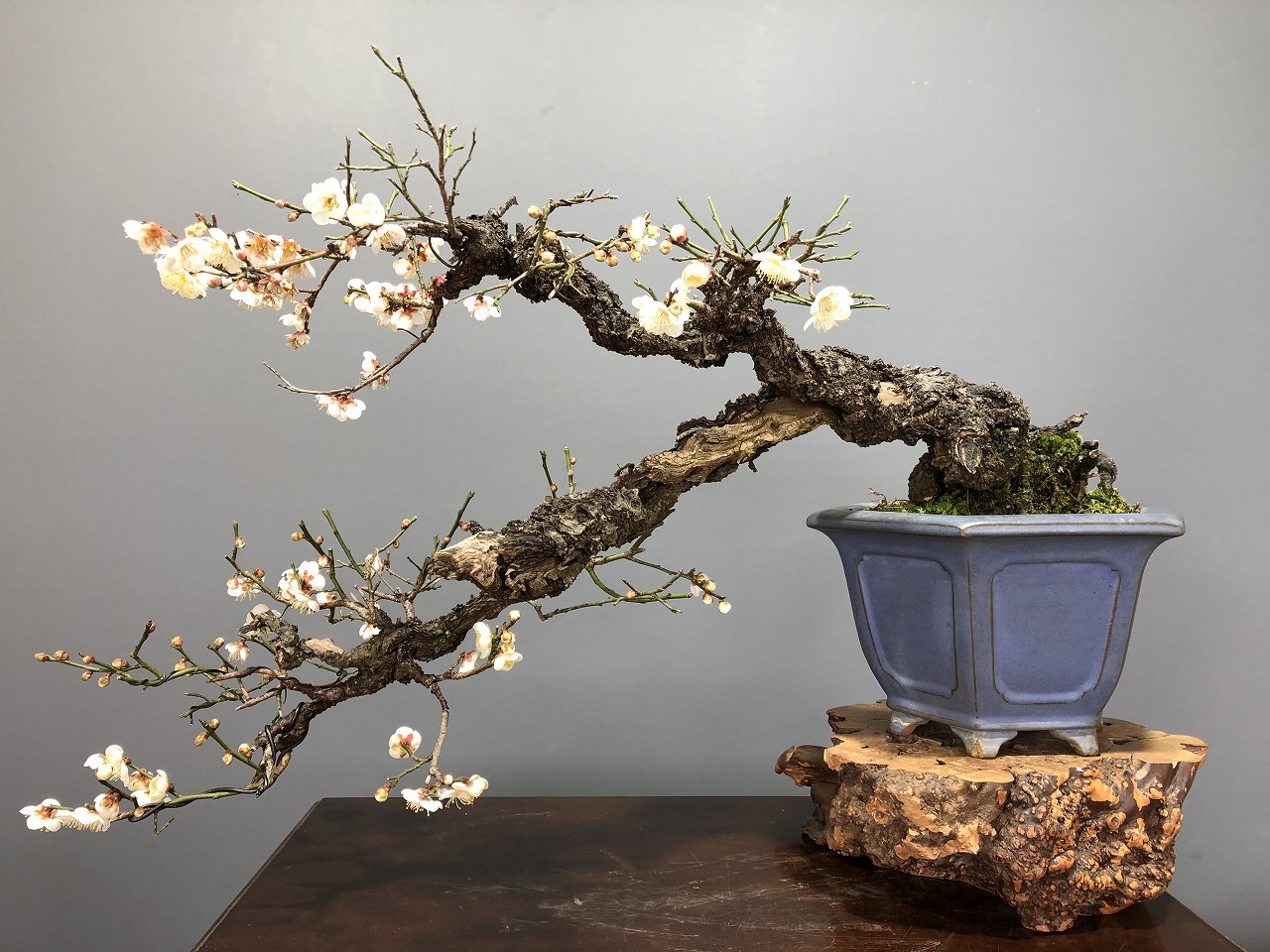 甲州野梅 ※古木 山採り!! [赤富士園]