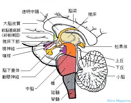間脳のおはなし | 視床 | 視床上部 | 視床下部 | 松果体 | 脳下垂体