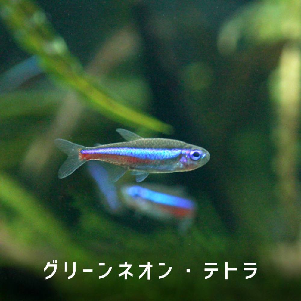 い*ち様 GReeeeN ネオン管 DISCOGRAPHY │ GRe4N BOYZ（グリーンボーイズ）OFFICIAL SITE