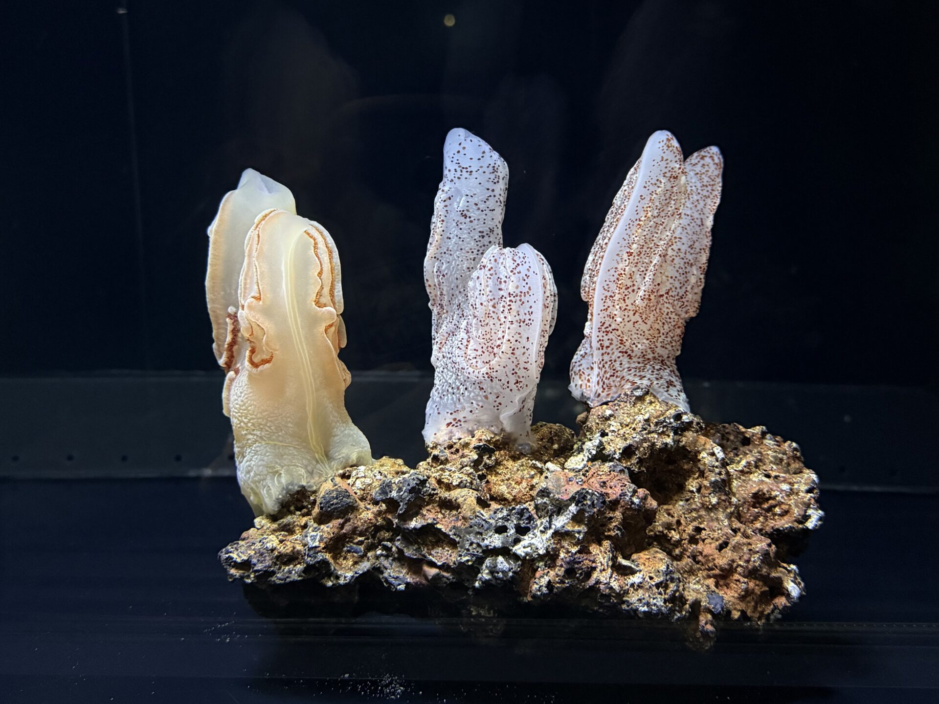 深海の珍しいクラゲ「コトクラゲ」展示開始 | アクアワールド茨城県