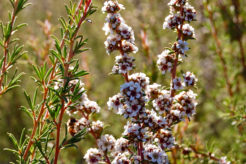 ティートリーフェア2023 | ARTQORGANICS（アロマティーク オーガニクス