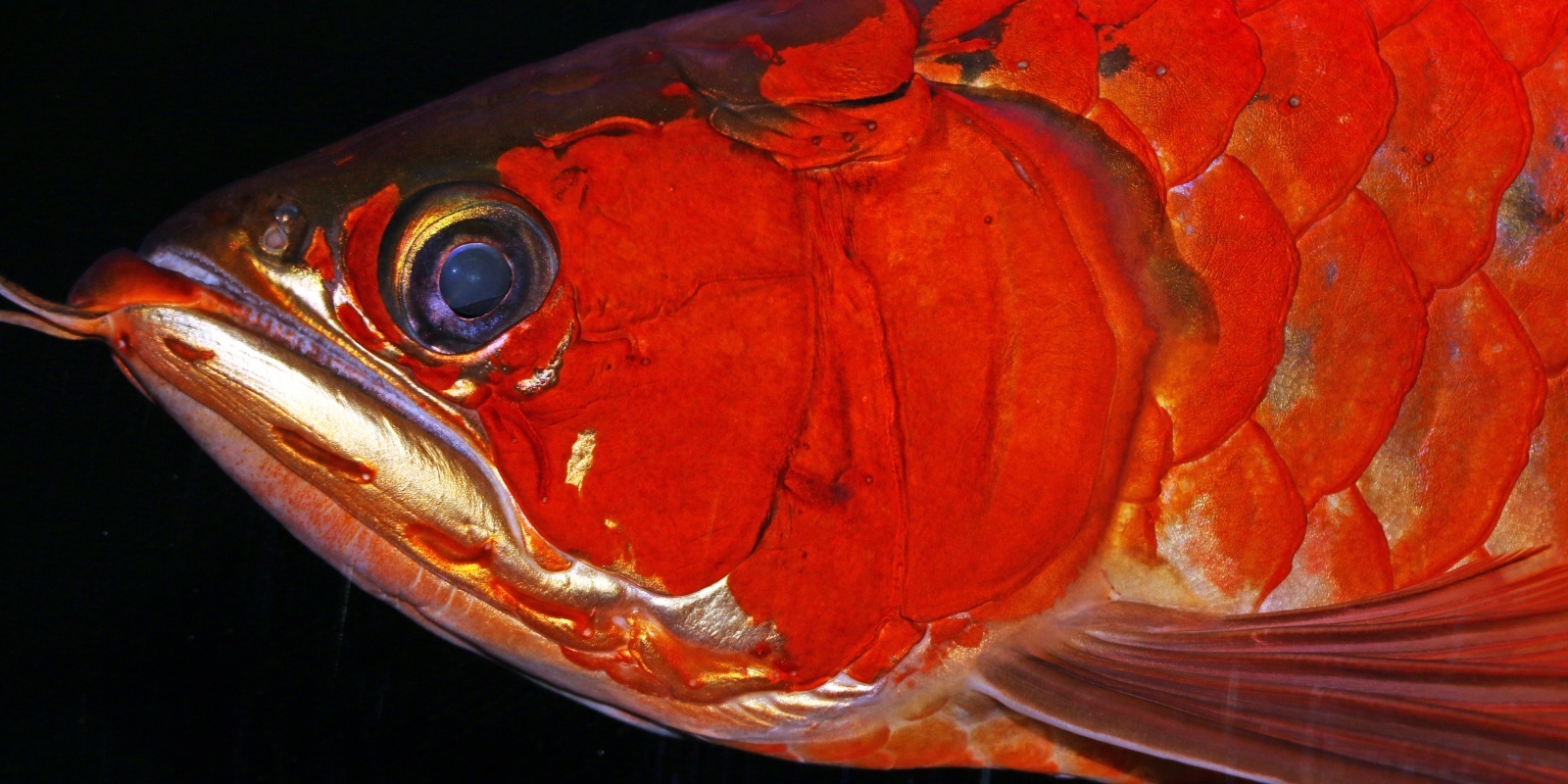 アジアアロワナ専門店ラフレシア・オンラインショップ