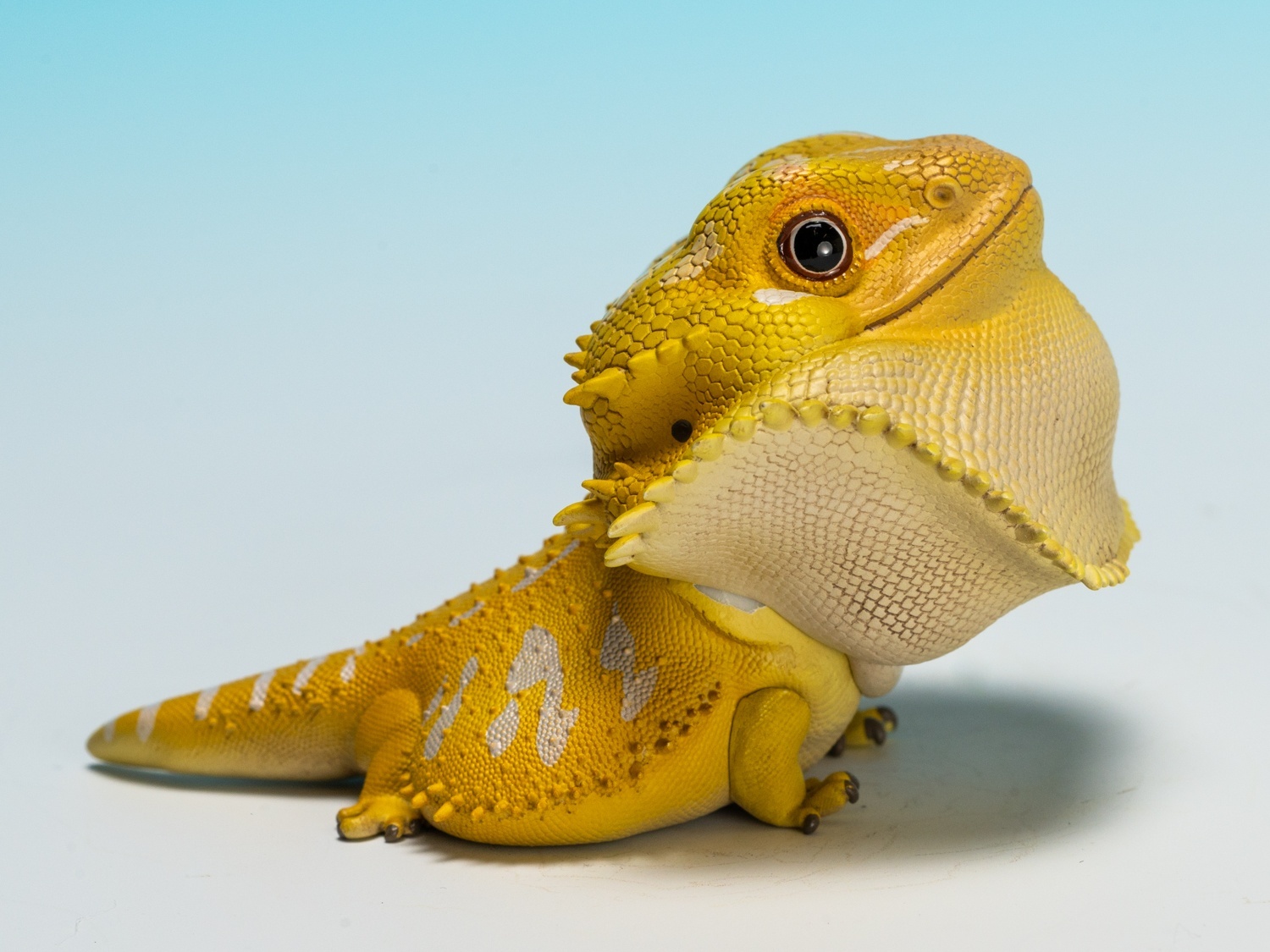 フトアゴヒゲトカゲ（黄色） - アジアアロワナ専門店ラフレシア