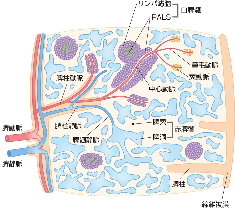 朝倉書店『内科学』（第12版）デジタル付録