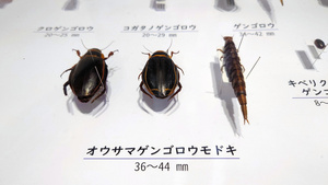 代わりのエサでも育った希少ゲンゴロウ 論文に記した2年越しの思い