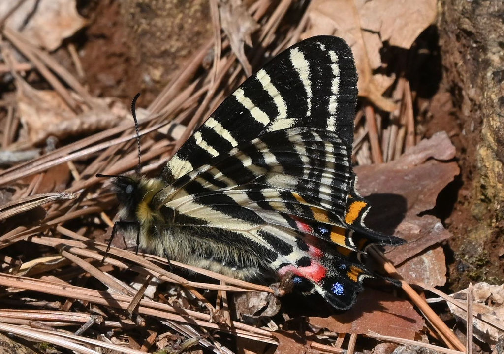 いた！」ギフチョウに夢中 絶滅危惧種「春の女神」2～3個体確認 児童