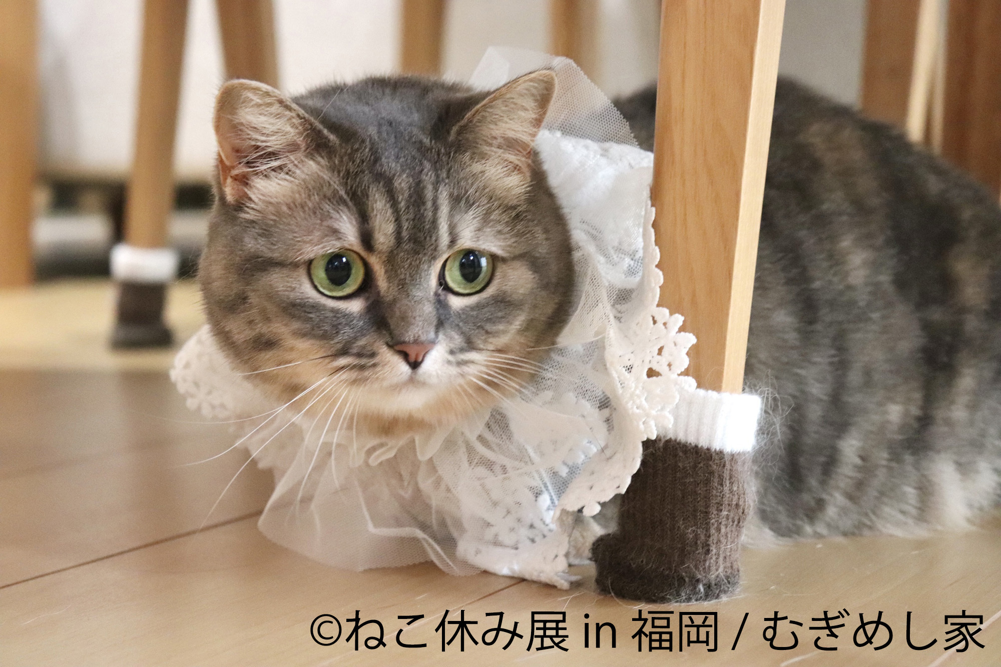2年ぶり福岡上陸！年末年始の「ねこ休み展」は笑いと癒しが満載♪ 初