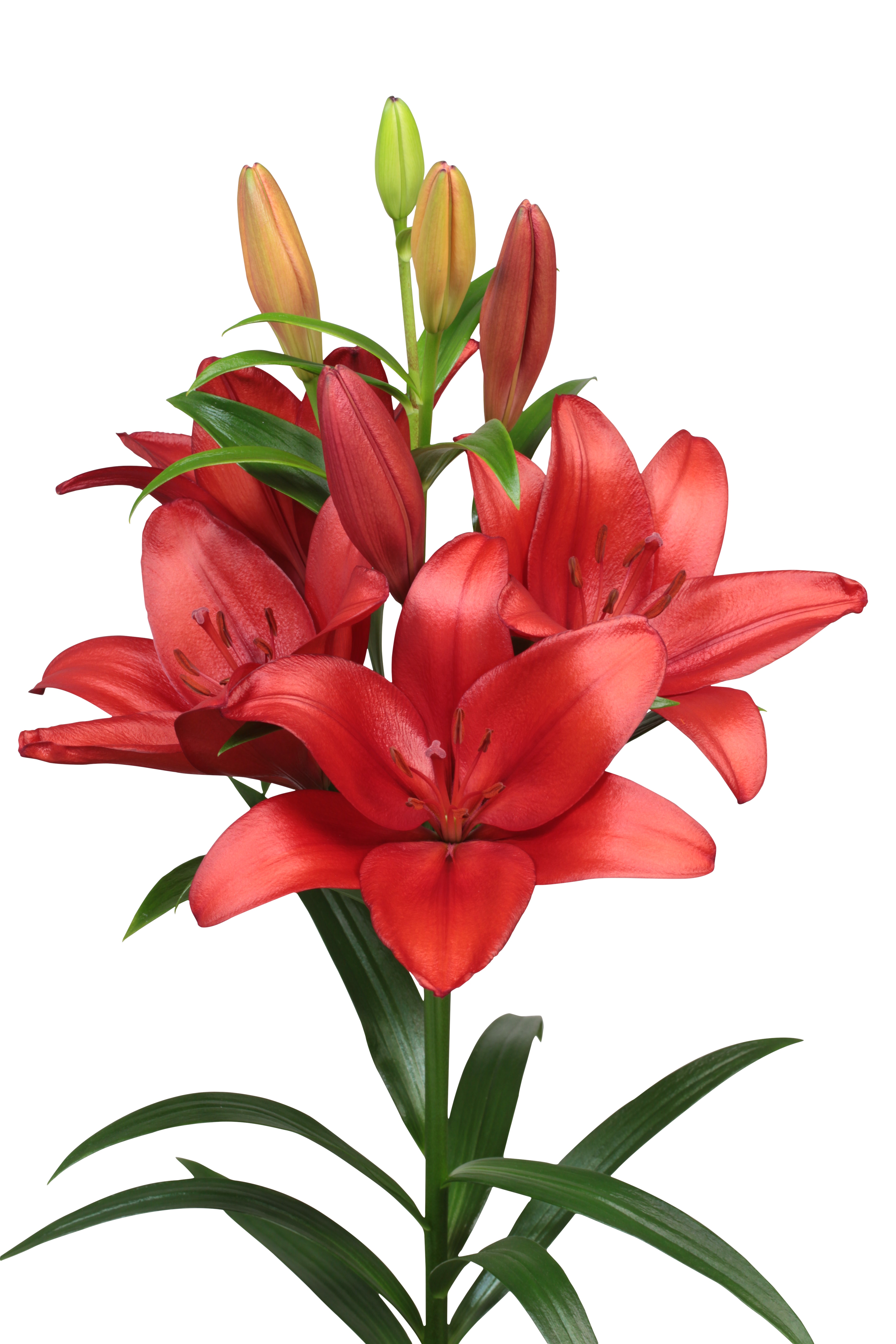 赤いLAユリの新品種の命名式が10月28日に開催 プロサッカー選手 小野