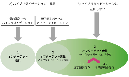 核酸医薬品の安全性評価サービス - Axcelead Drug Discovery Partners