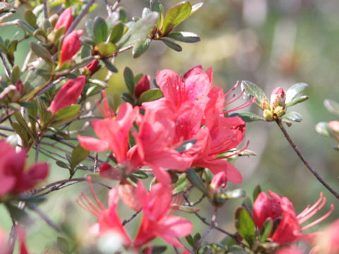 ツツジ (Rhododendron cv.)