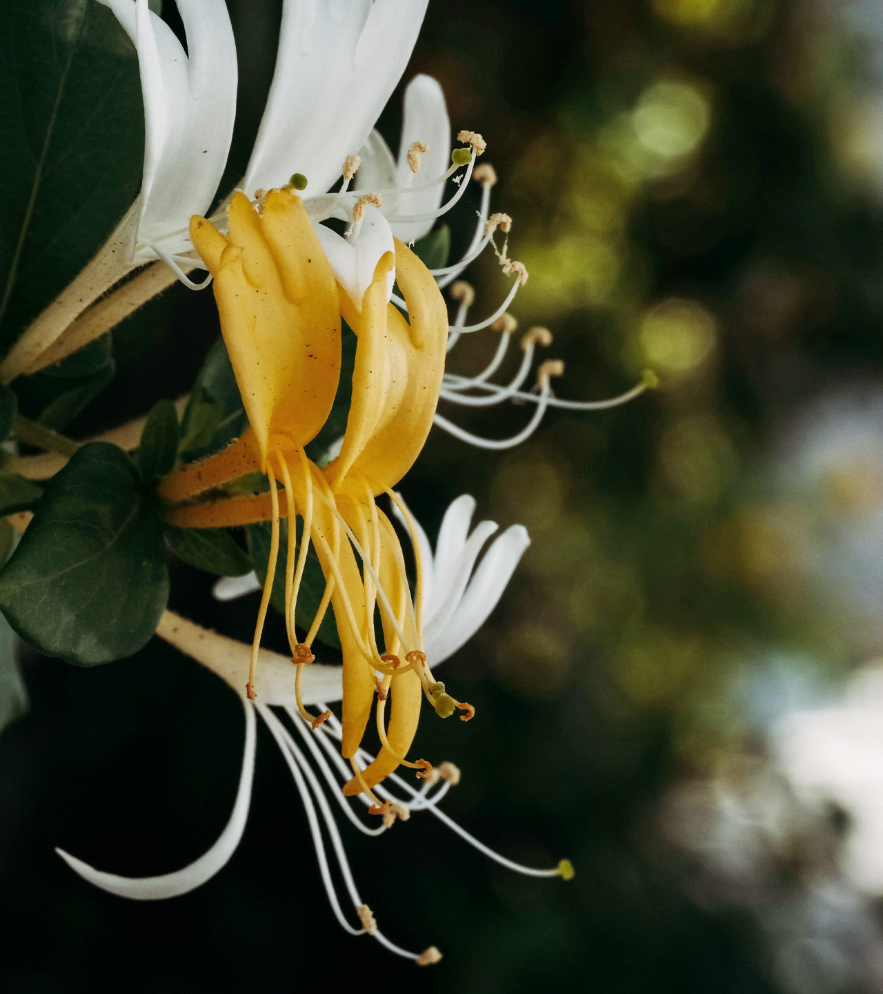 New York Spring Fling With Swarovski® Crystals | Bond No. 9 New York