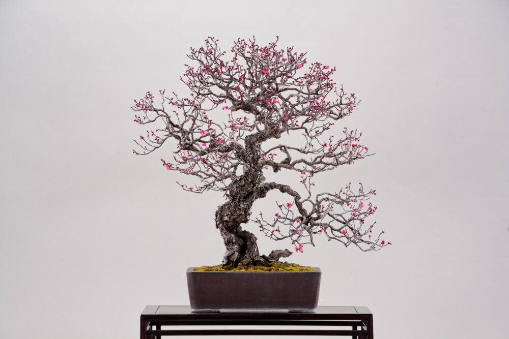 さいたま市大宮盆栽美術館