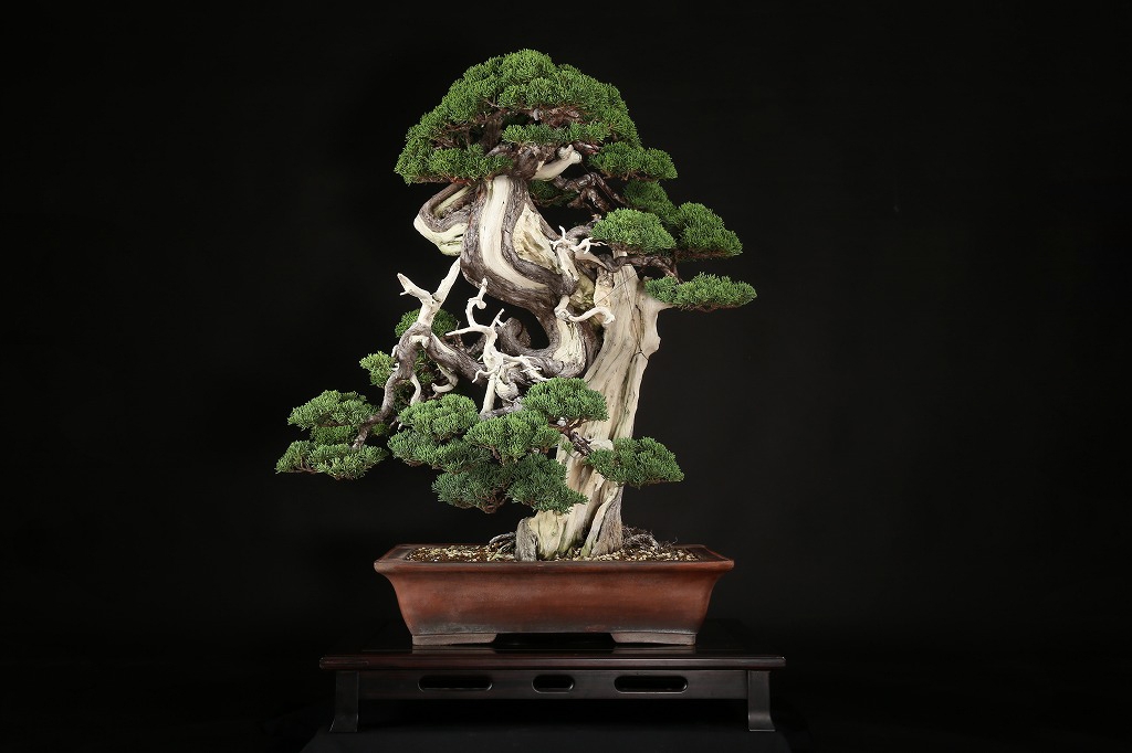 真柏 約250年 | 雨竹亭オンラインショップ