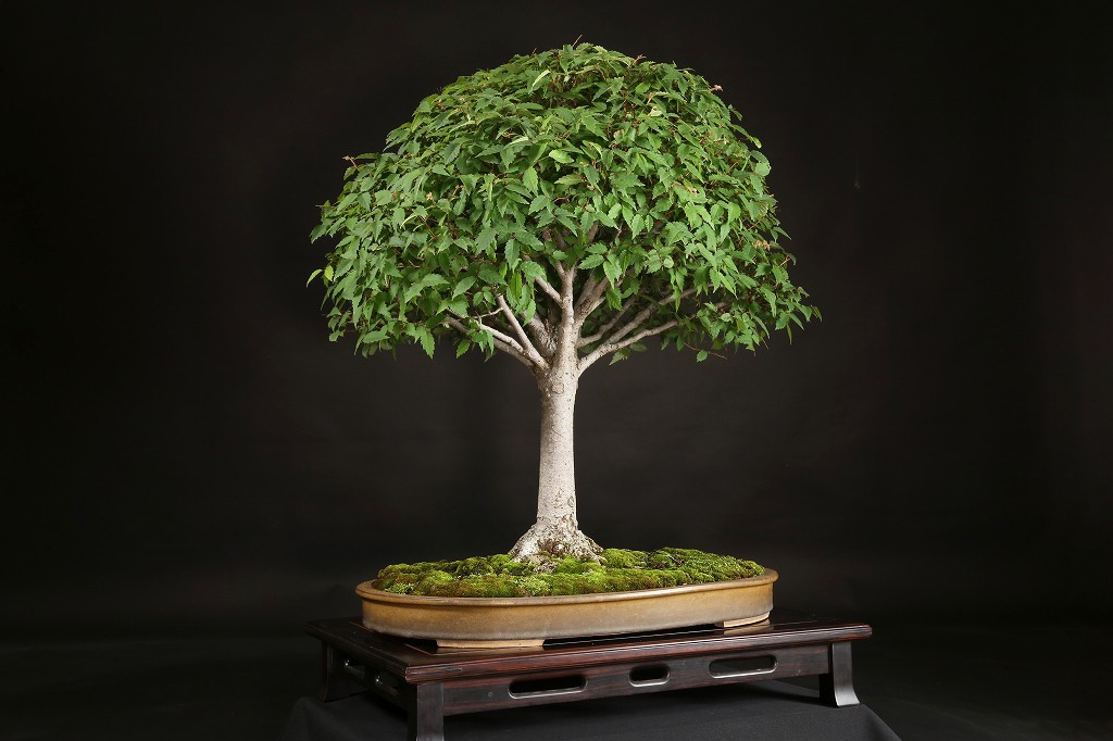 ケヤキ 約60年 | 雨竹亭オンラインショップ