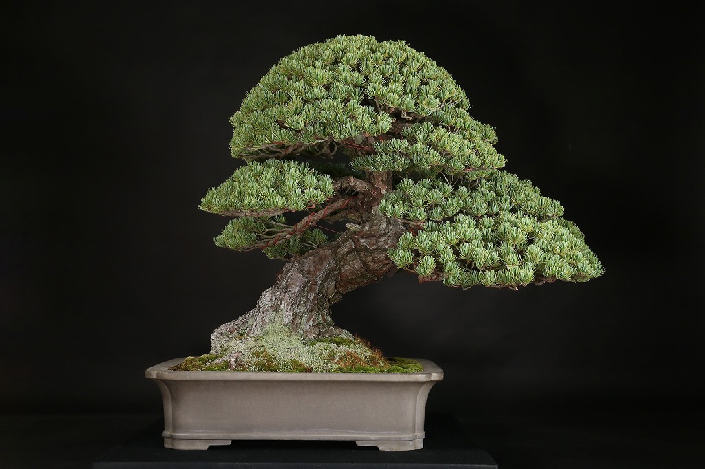 五葉松 約150年 | 雨竹亭オンラインショップ