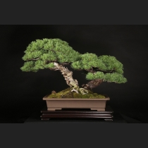 盆栽・水石の通販は雨竹亭オンラインショップ